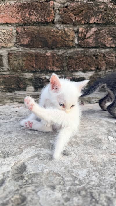 Cute cat