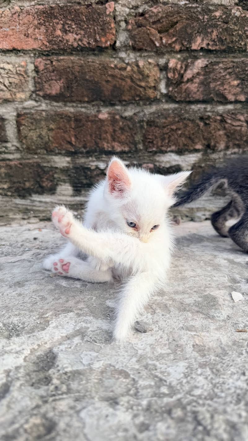 Cute cat 0