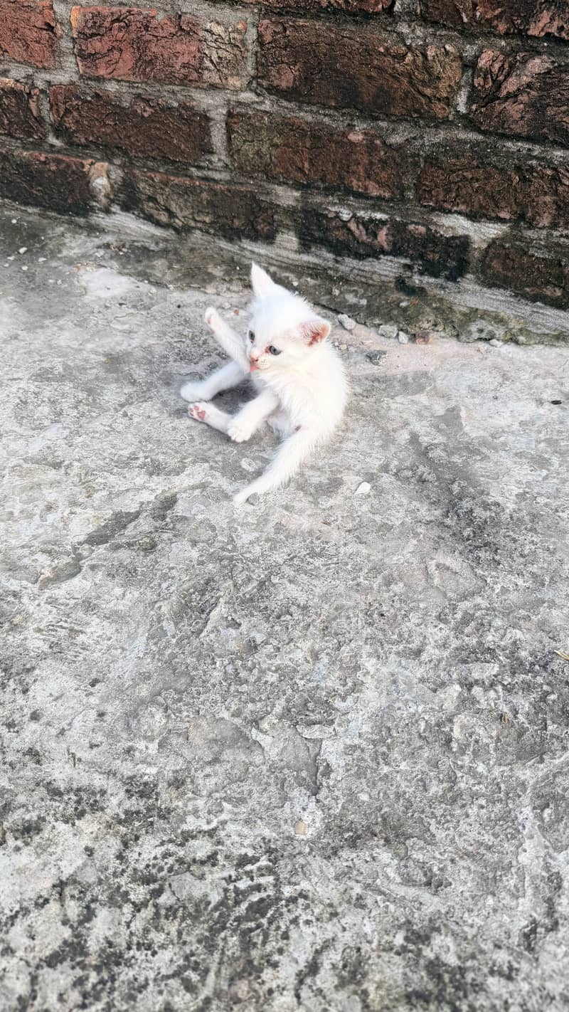 Cute cat 1