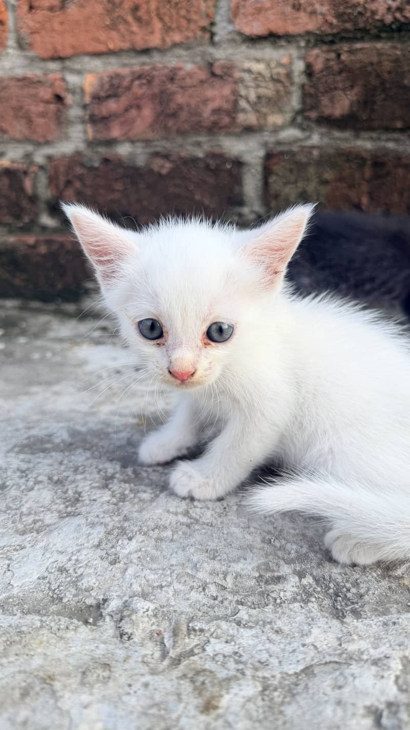 Cute cat 2
