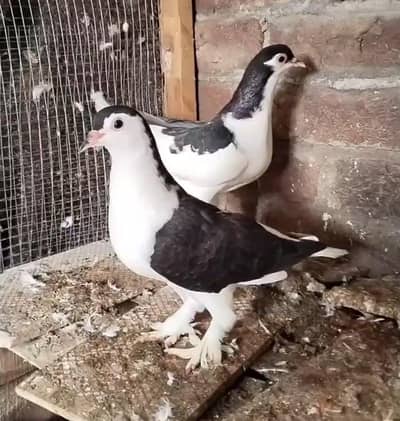 shrazi pair