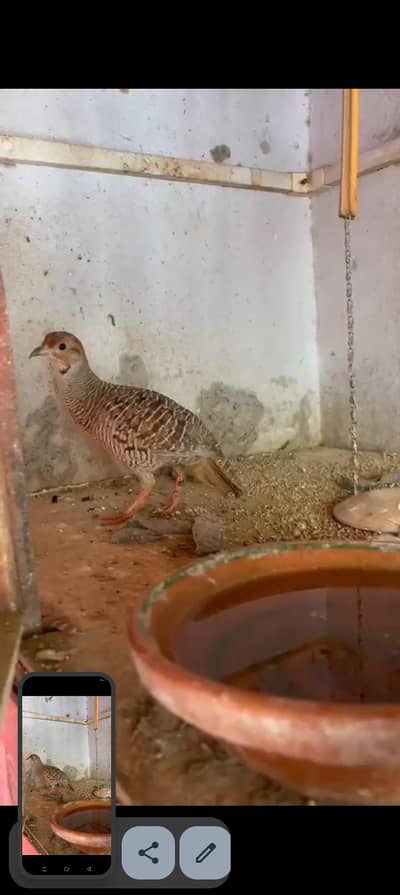 Dasi teetar for sale