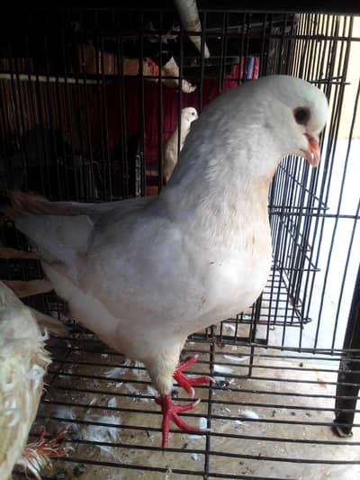 pigeon for sale