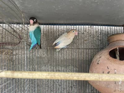 lovebird with babies in good health