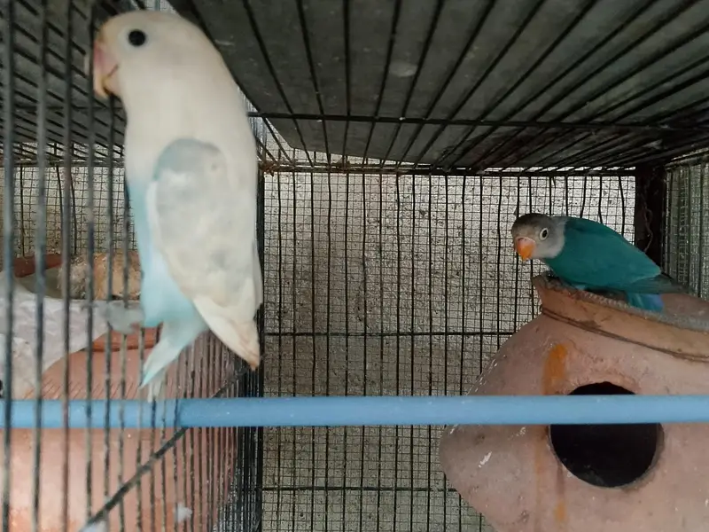 lovebird with babies in good health — photo 2