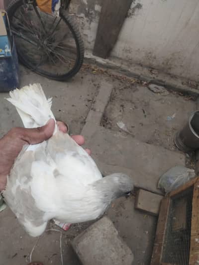 Top quality breeder pair