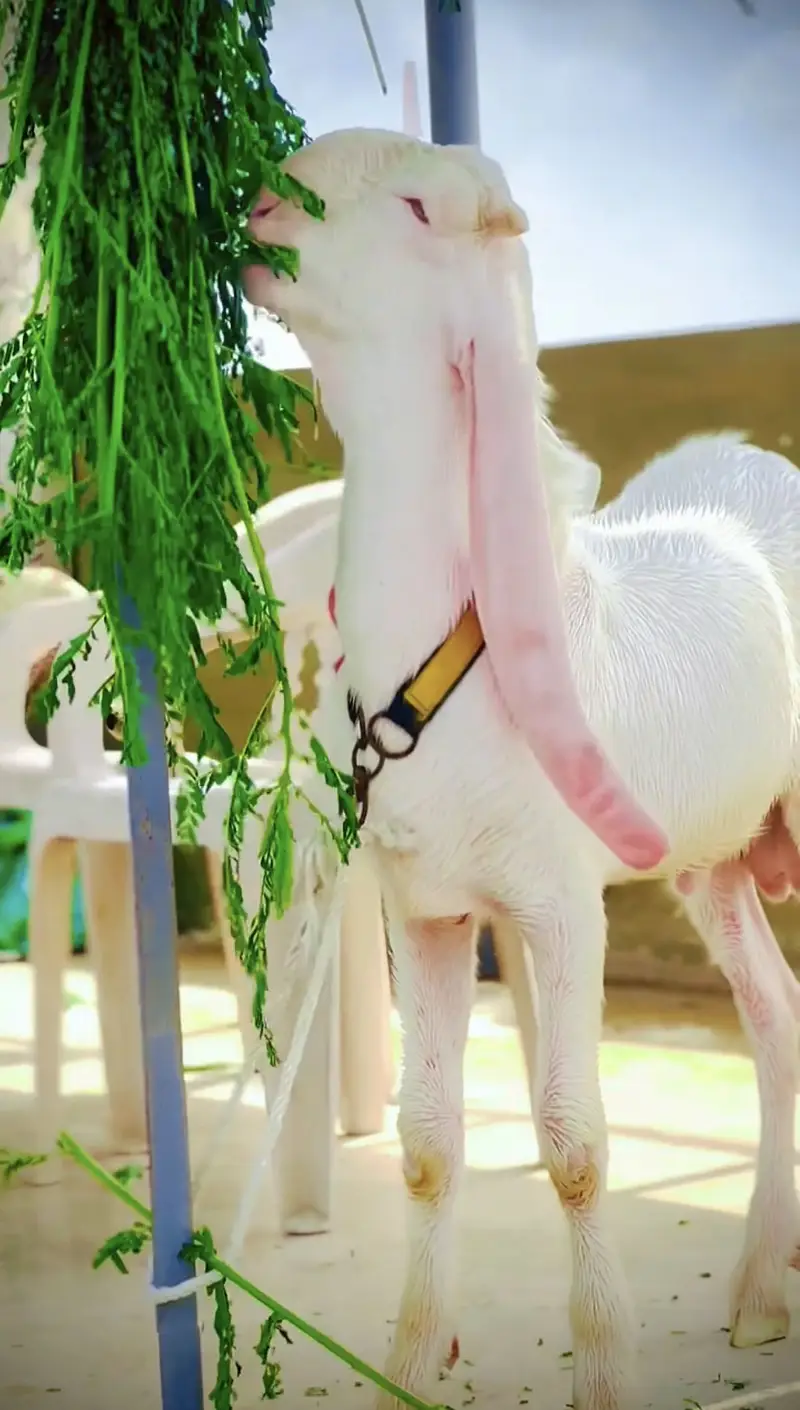 kheera gulabi bakra age 4 month — photo 2
