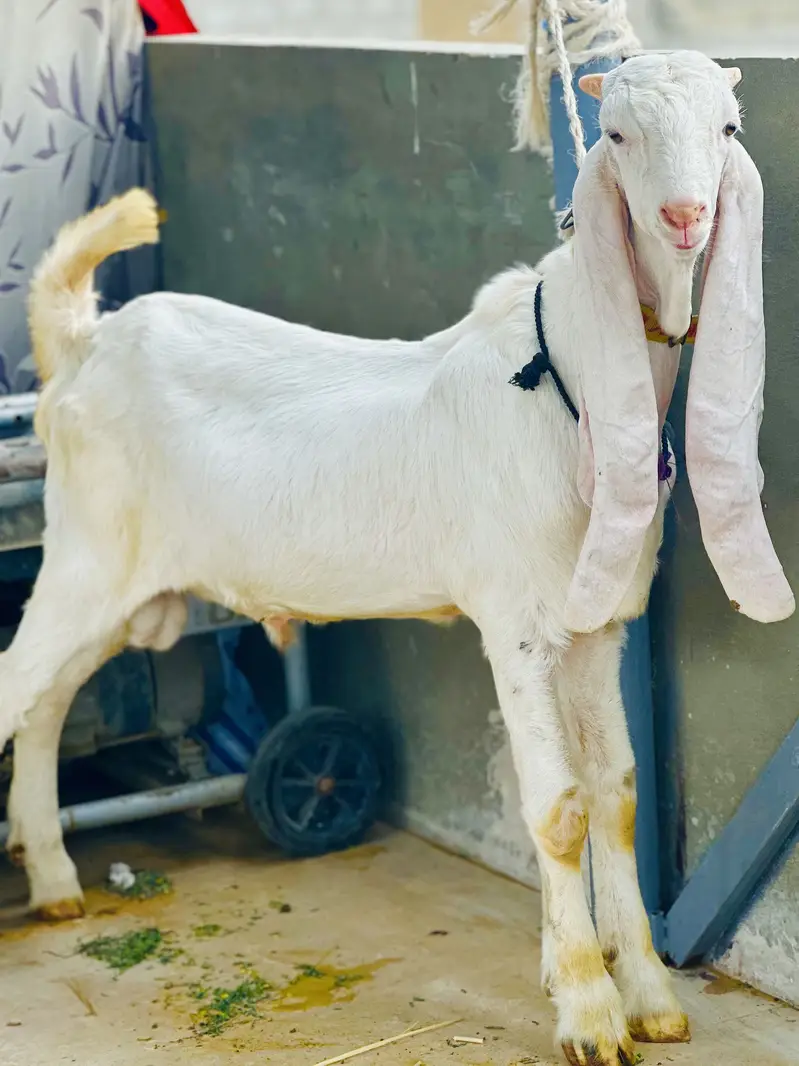 kheera gulabi bakra age 4 month — photo 5