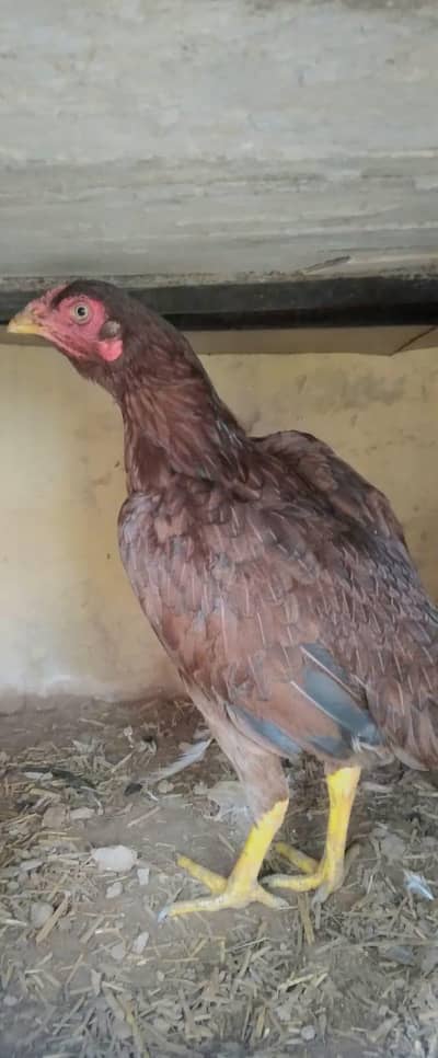 Aseel Murgi for sale