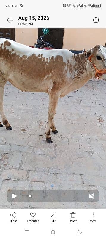 wacha for sale demand 1lak