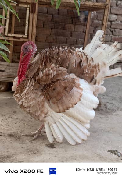 Turkey Hens