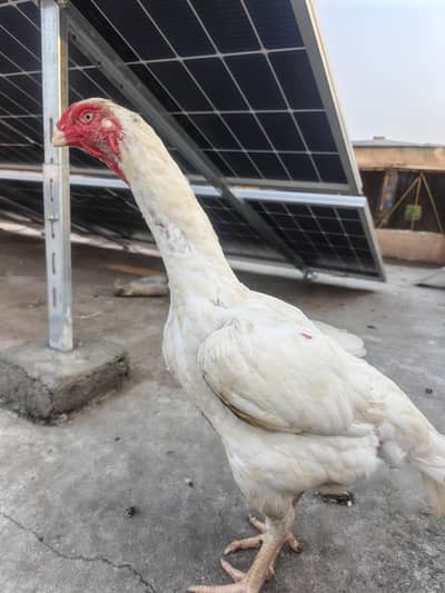white o shamo female