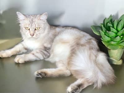 Russian cat’s tow males and one female teamed for Bathroom