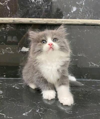 Persian kitten triple cot. for. . sale my WhatsApp03464290927