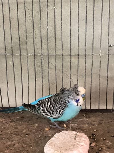 Backfrill breeder male