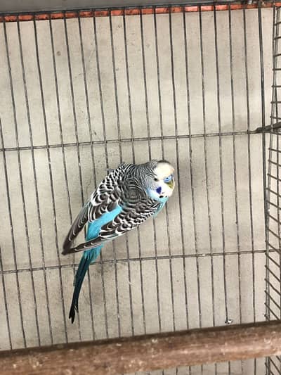 Backfrill breeder pair