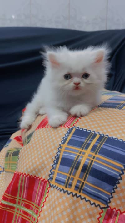 Persian kittens Tripple coat blue eyes