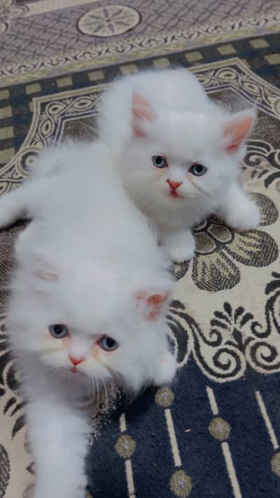 Persian kittens Tripple coat blue eyes