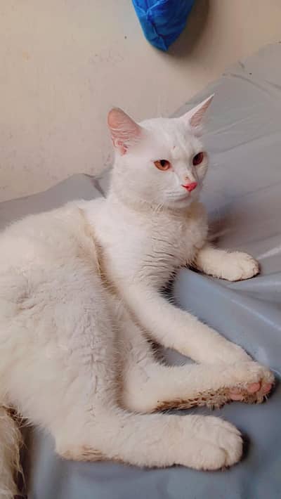 Persian billa pure white double Court