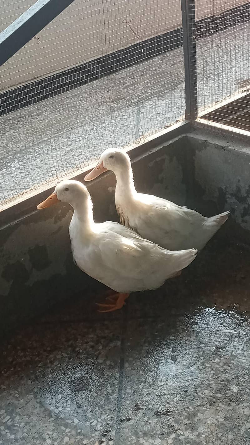 white ducks 0