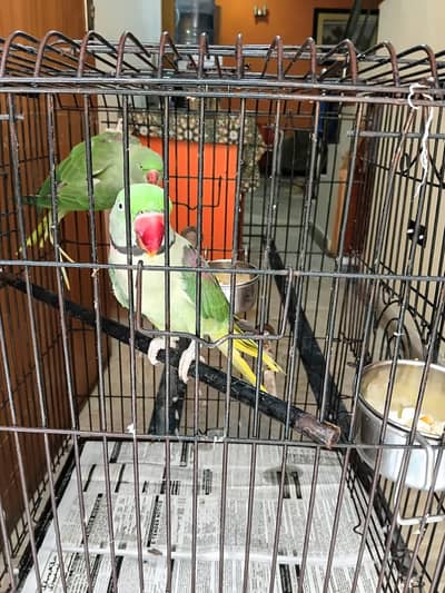 Raw Parrot Pair for Sale