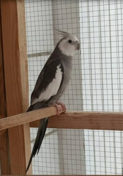 Beautiful Cockatiels for Sale