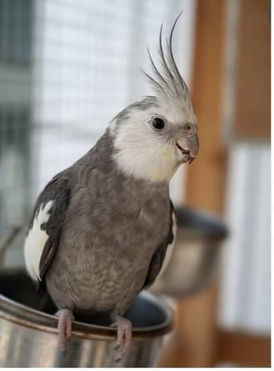 Beautiful Cockatiels for Sale