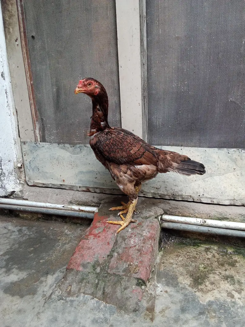 pure japanese white shamo murgi and pure Thai Viet our Thai cross ma — photo 4