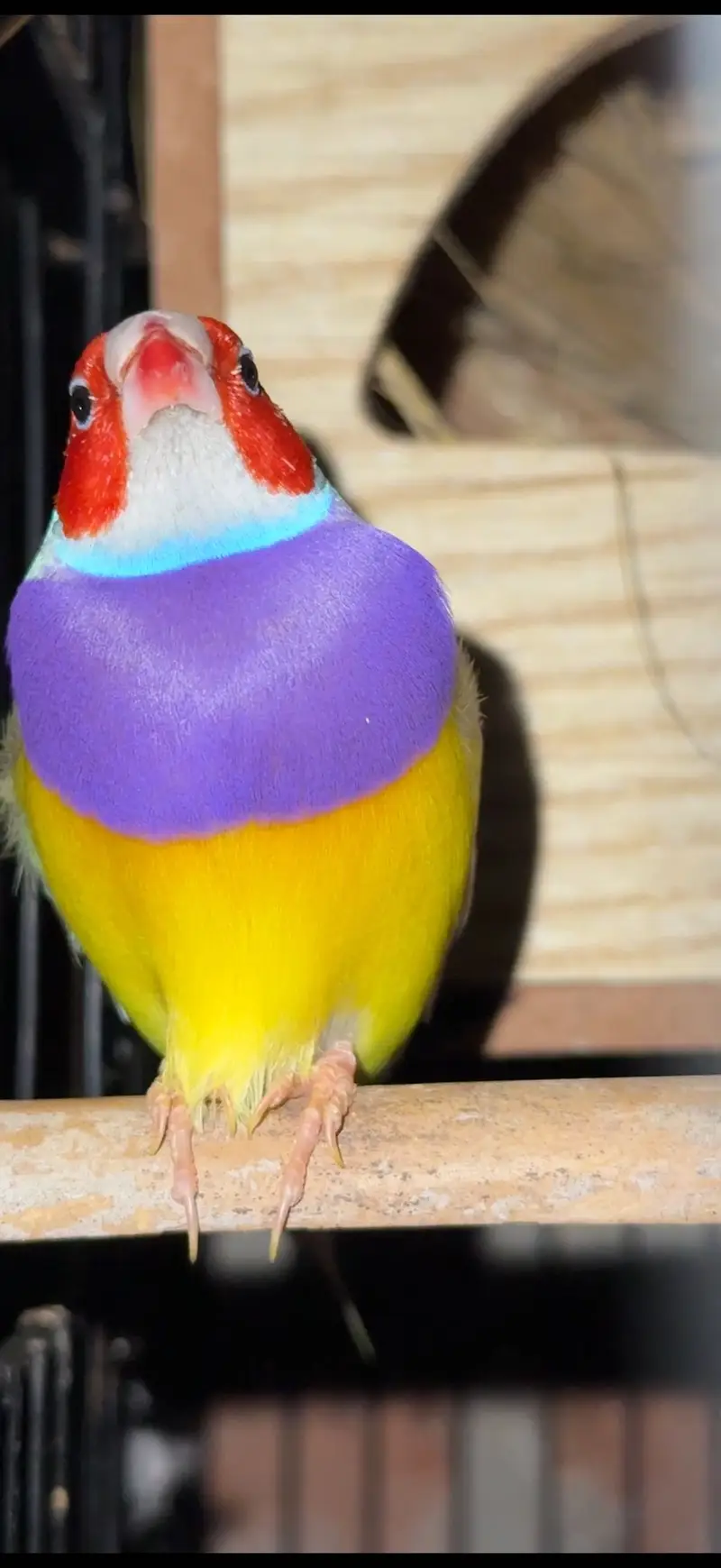 Golden finches