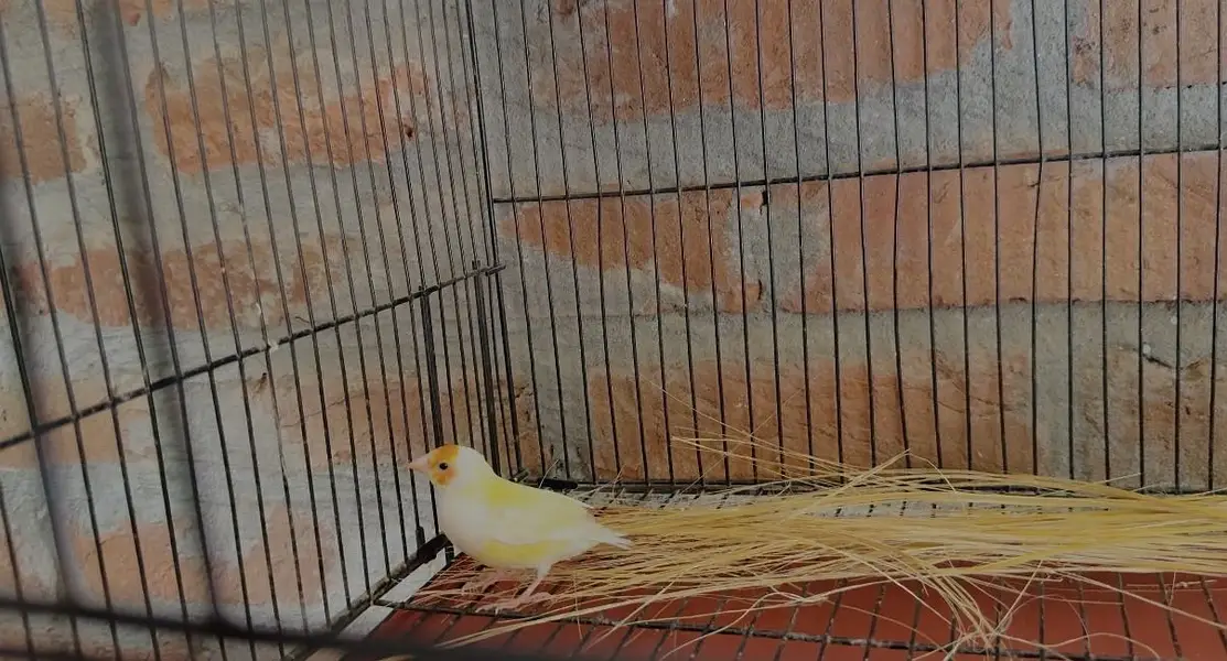 Golden finches — photo 3