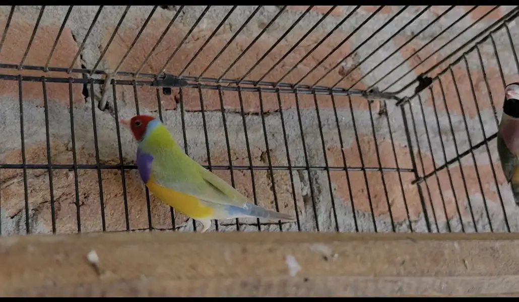 Golden finches — photo 4