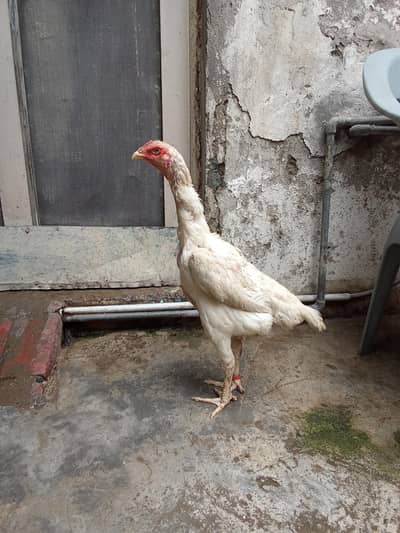 pure japanese white shamo murgi and pure Thai Viet our Thai cross ma