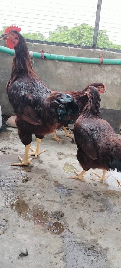 rhoad island red rir heritage yang breedar foresale per pic 5000