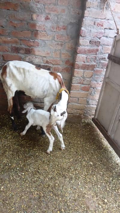 bakri with male goat