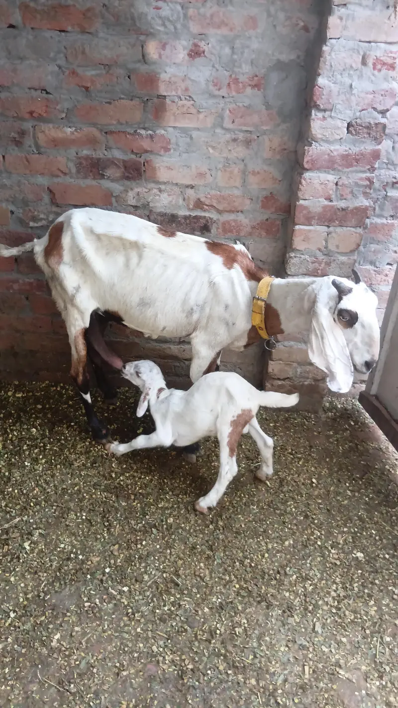 bakri with male goat — photo 2