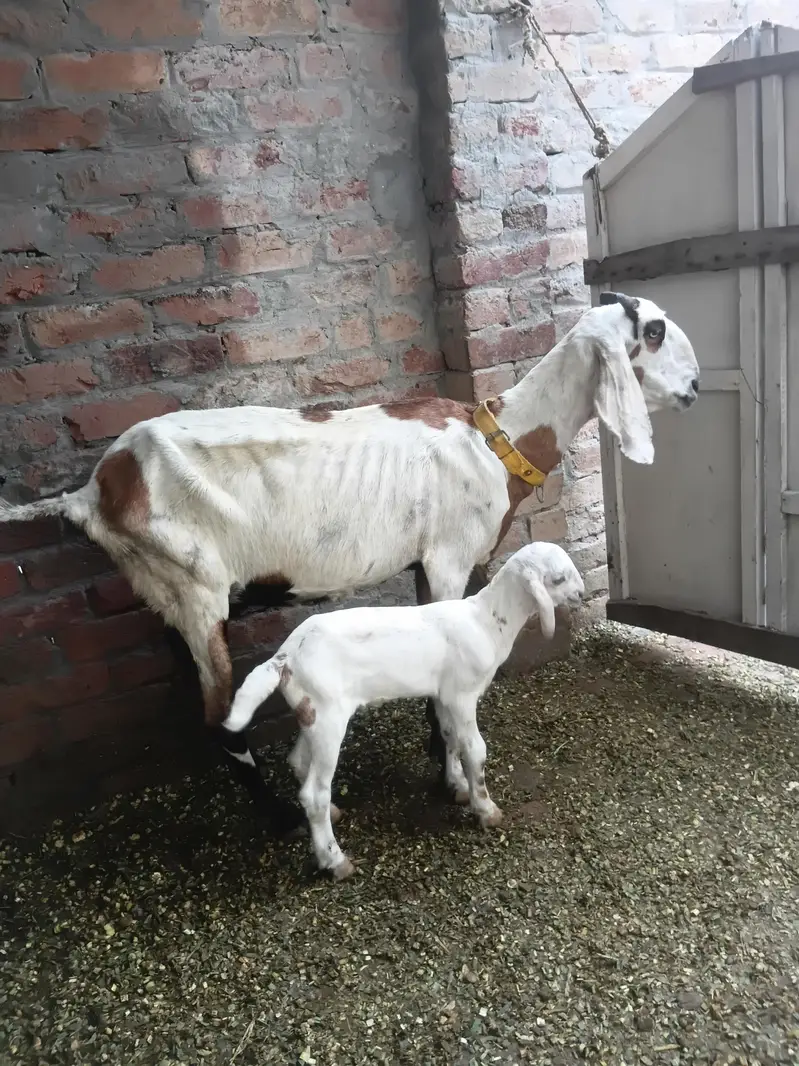 bakri with male goat — photo 3