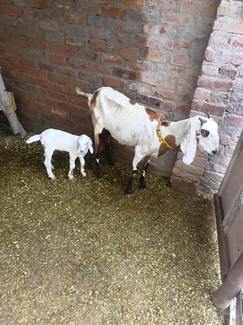 bakri with male goat — photo 4