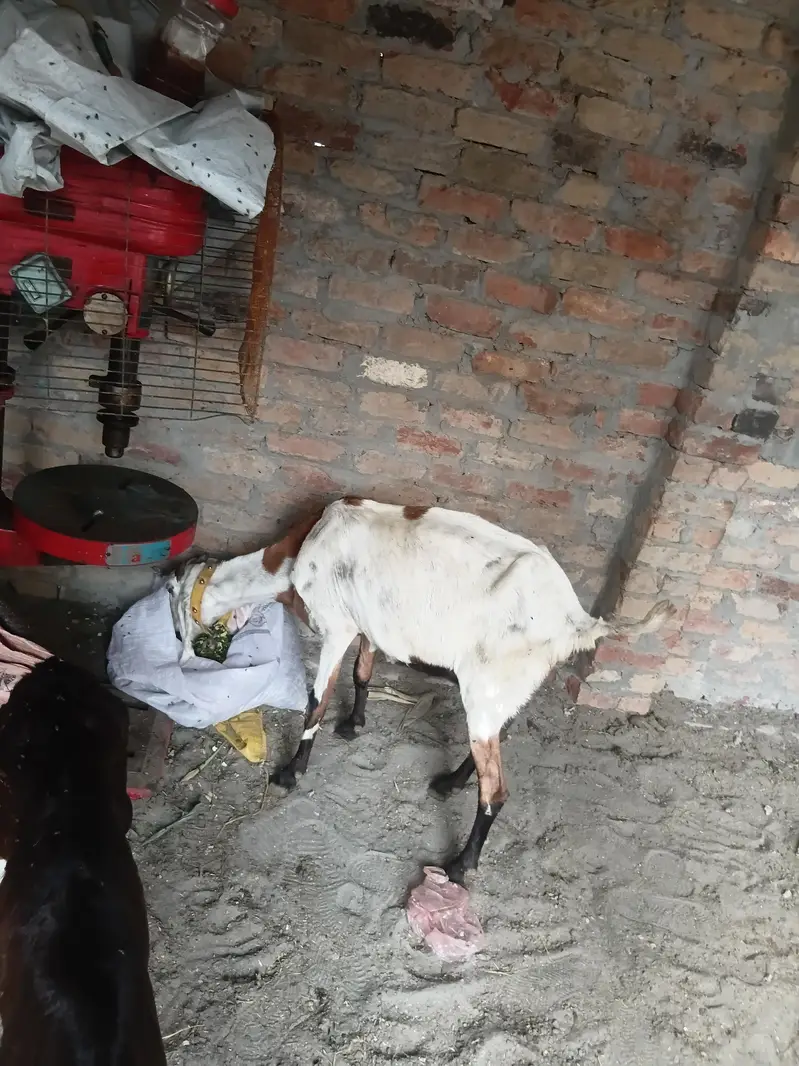 bakri with male goat — photo 5