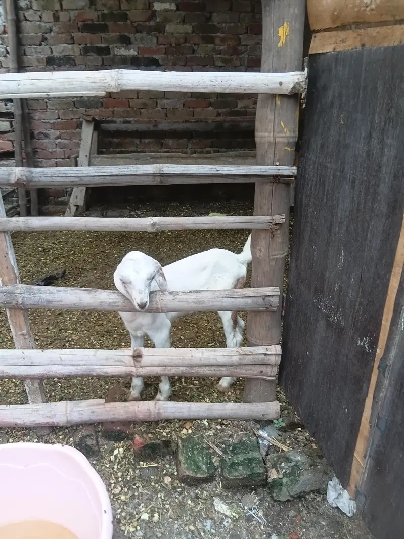 bakri with male goat — photo 6