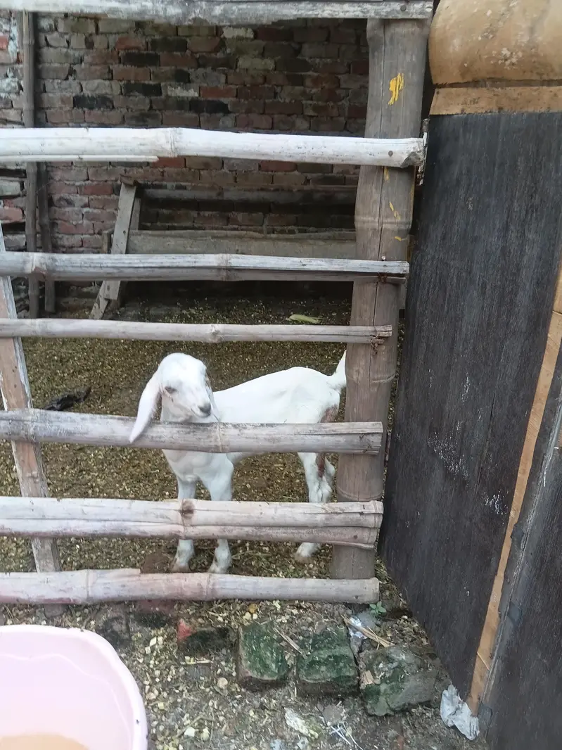 bakri with male goat — photo 7