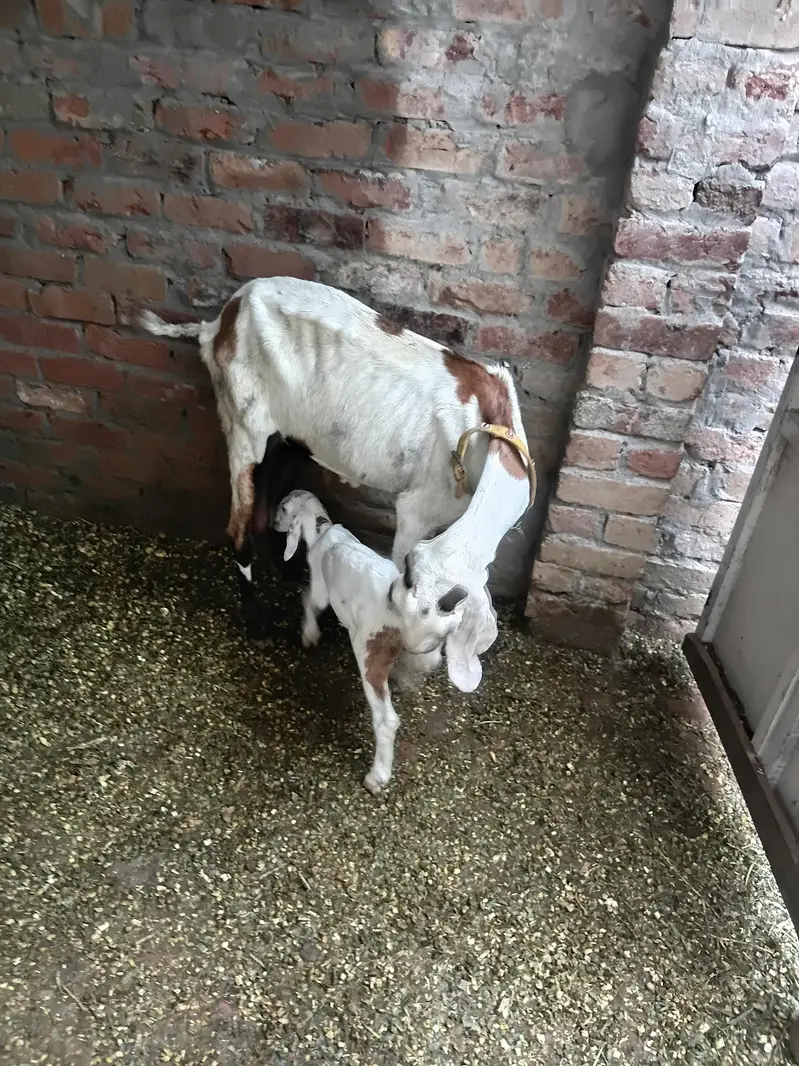 bakri with male goat — photo 8
