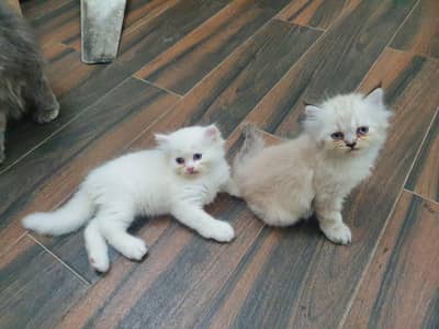 Persian kittens for sale
