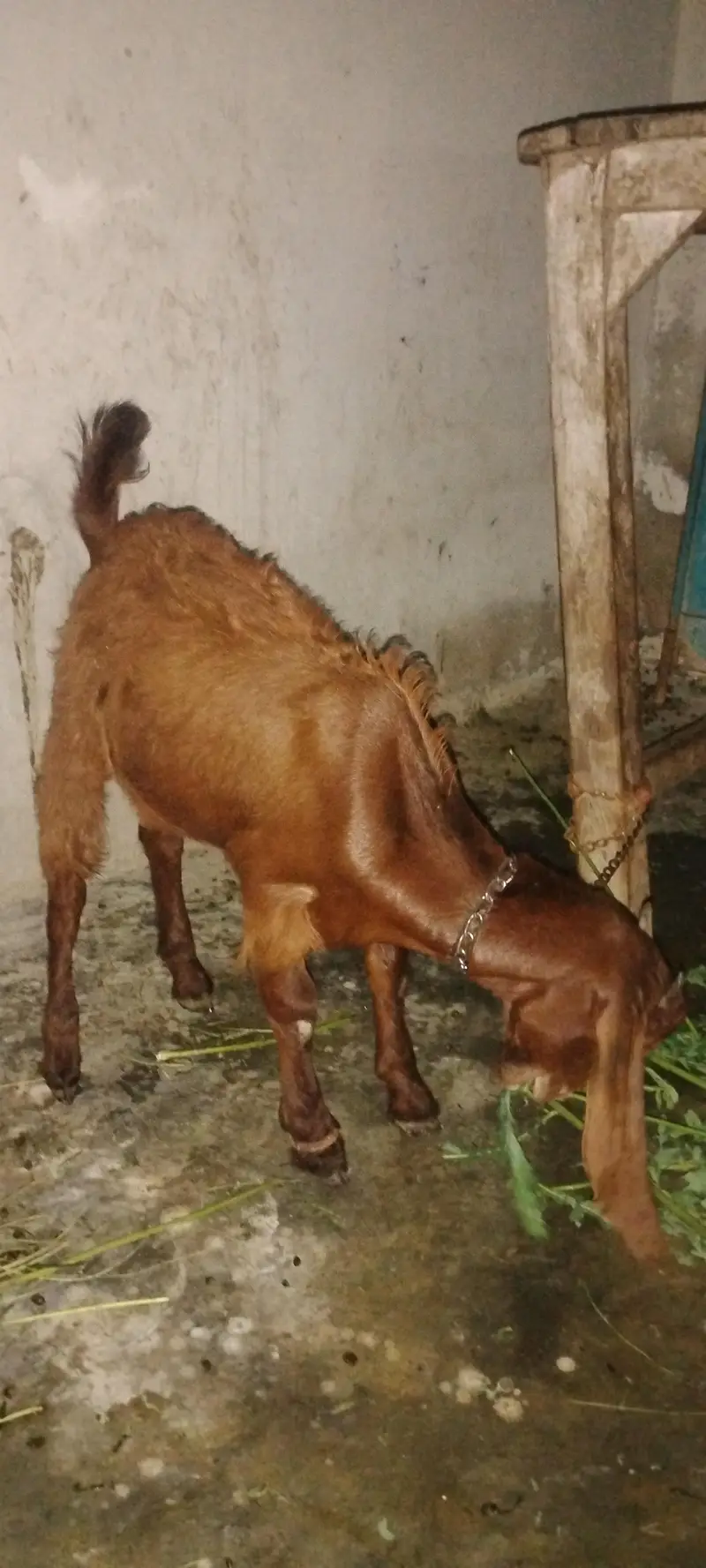2 bakre hen ak 3½ or 4½ mah ka — photo 2