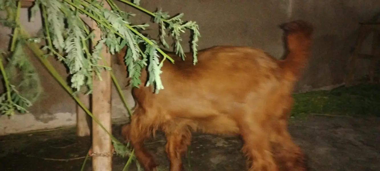 2 bakre hen ak 3½ or 4½ mah ka — photo 3