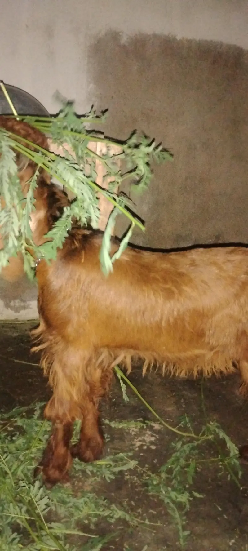 2 bakre hen ak 3½ or 4½ mah ka — photo 4