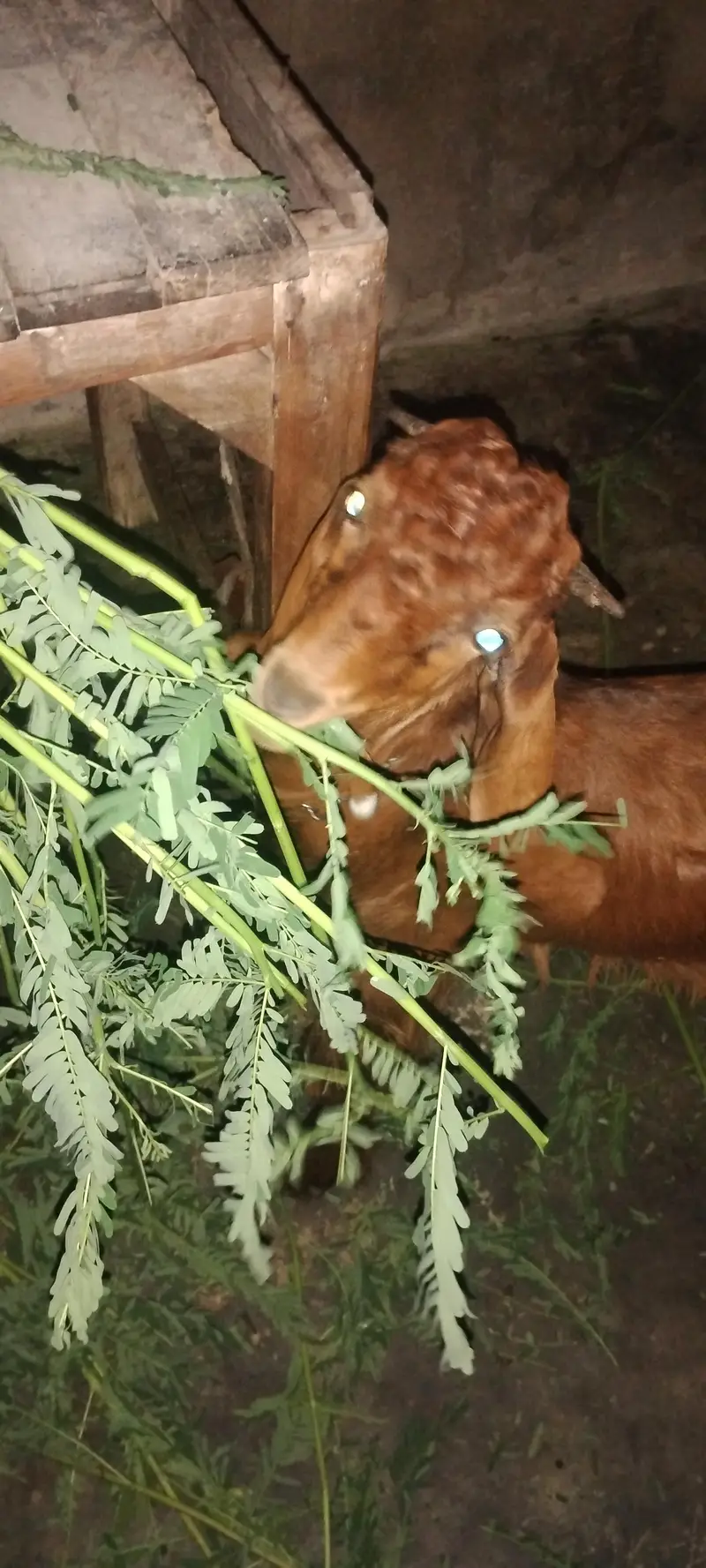 2 bakre hen ak 3½ or 4½ mah ka — photo 5