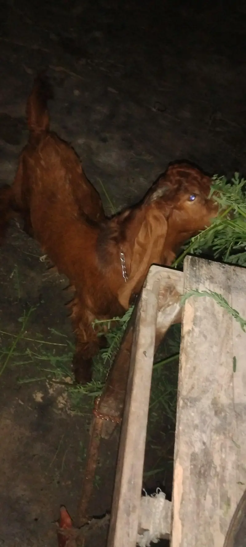 2 bakre hen ak 3½ or 4½ mah ka — photo 6