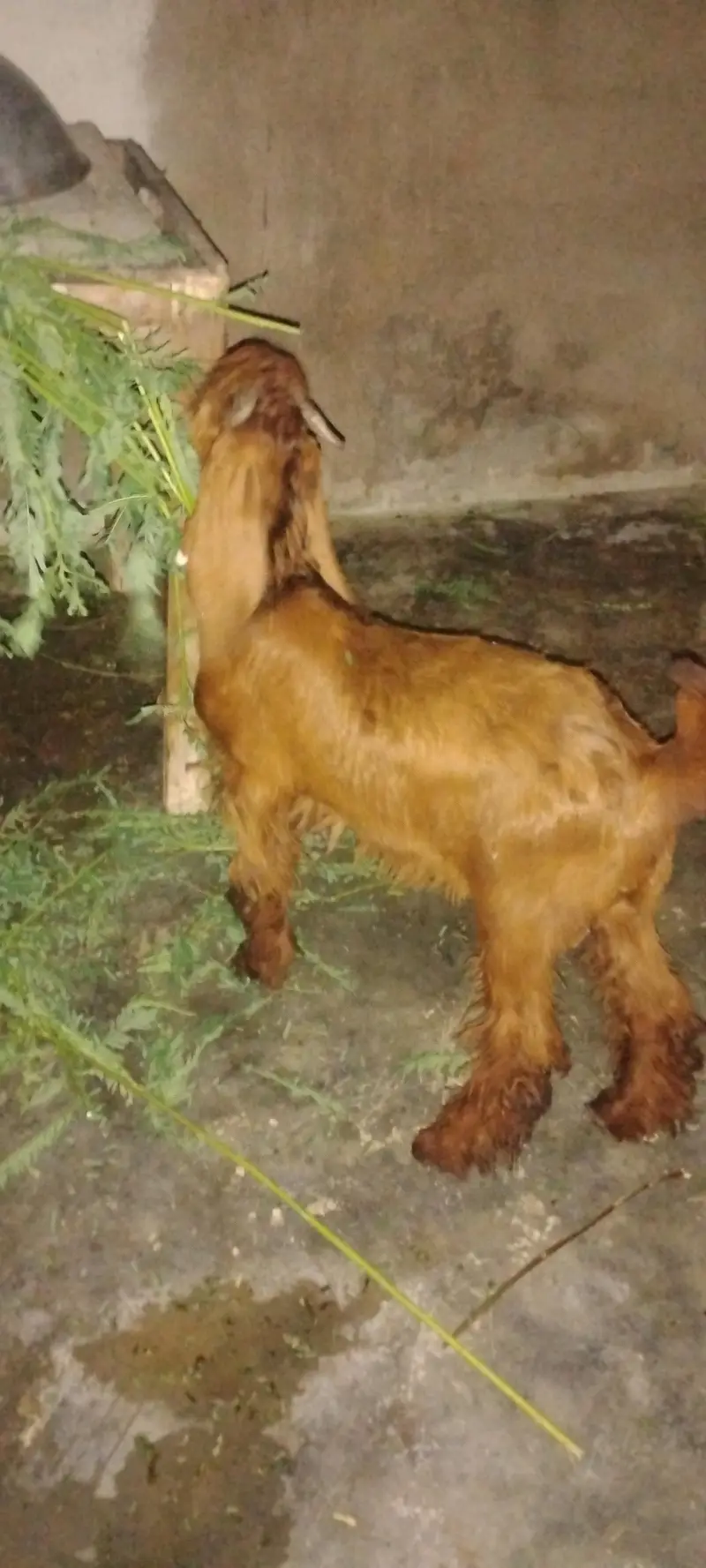 2 bakre hen ak 3½ or 4½ mah ka — photo 7