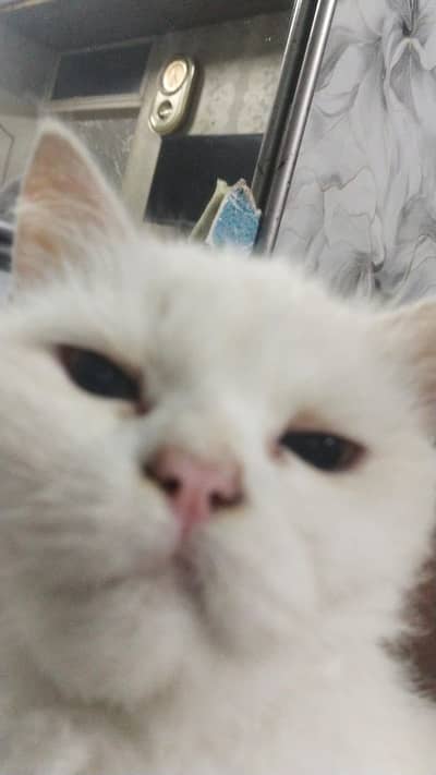 White persion cat