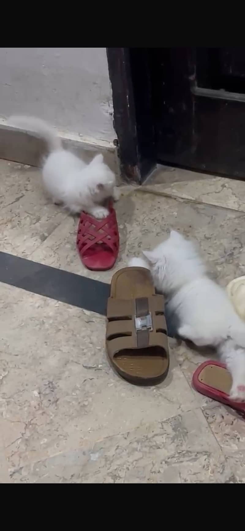 Kittens 0